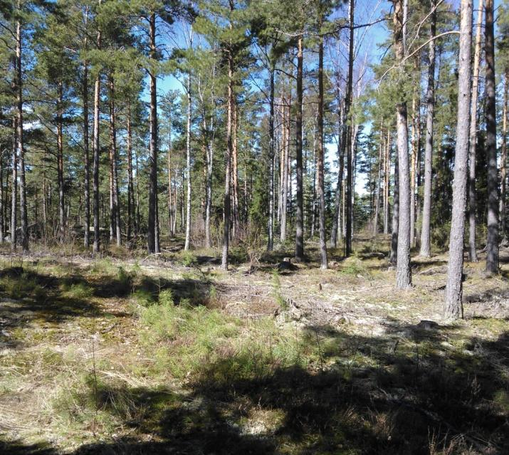 tien eteläpuoli ovat nuorehkoa talousmetsää.