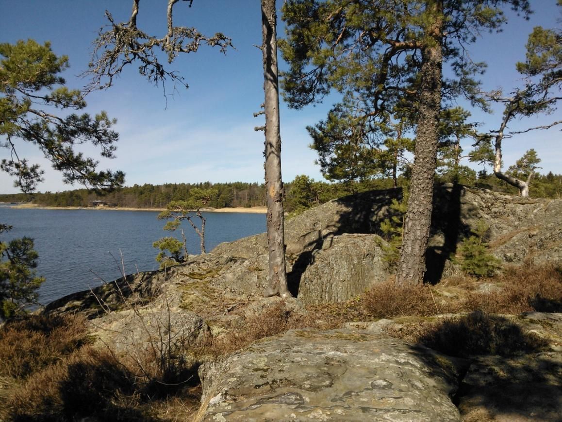 Kuvion 9 luoteisosalta kalliojyrkänteen päältä on upea näköala Ajolanlahdelle. 6. LINNUSTO Ainoastaan osa pesimälinnustosta oli saapunut 3.5. mennessä myöhäisestä keväästä johtuen.