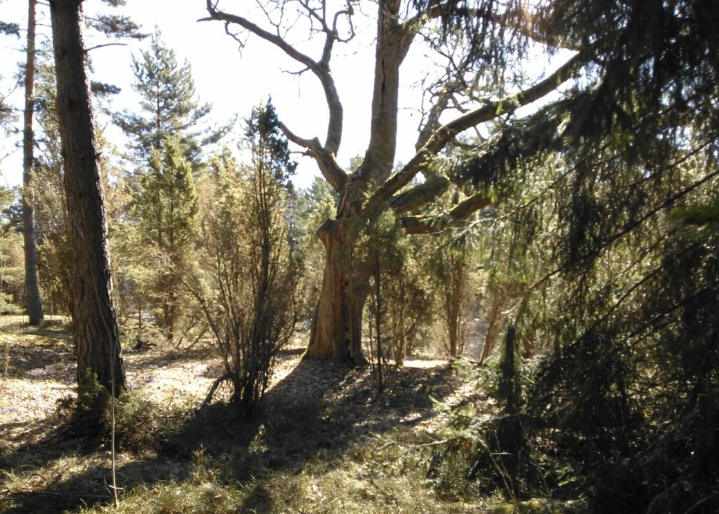 Uuttukyyhkyn elinpiiriin kuuluvat kookkaat tammet, jonka koloihin se tekee pesänsä. Kuva on tontin 2 Natura 2000-alueelta. 7.