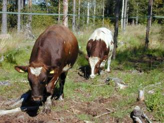 lähde. Hyvänä kakkosena tulee perusrehuista (säilörehu ja vilja) saatava valkuainen.