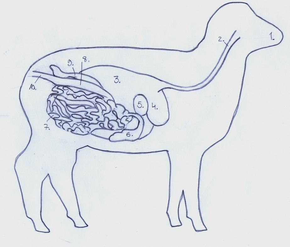 2.2 Lampaan ruuansulatuskanavan rakenne ja toiminta Ruuansulatuskanavan (Kuva 1 & 2) tehtävä on sulattaa eläimen syömä rehu ravintoaineiksi, ja näin mahdollistaa niiden imeytyminen eläimen elimistön