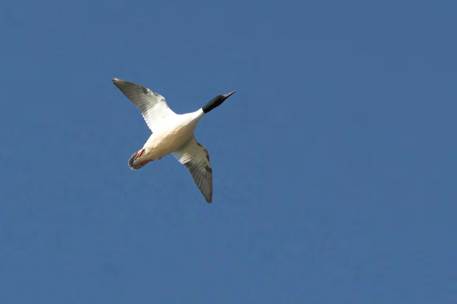 Isokoskelo (Mergus merganser) Isokoskelo on tukkakoskeloa selvästi runsaampi alueella. Parimäärä eri lahdilla on Vuosaaren sataman linnustonseurantatutkimuksessa vaihdellut 1 6 välillä lahtea kohti.