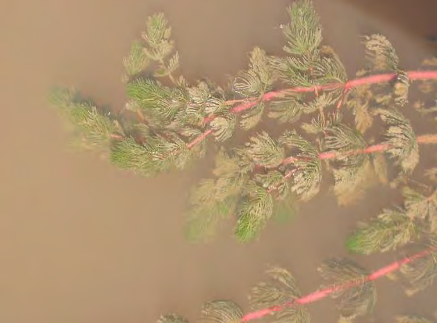 Bruksvikenin keskellä on aiemmin ollut avoveden ympäröimä saari, mutta nykyisin järviruokoluhta on levinnyt saaren ja mantereen väliin ja lahden avovesialue on supistunut merkittävästi.