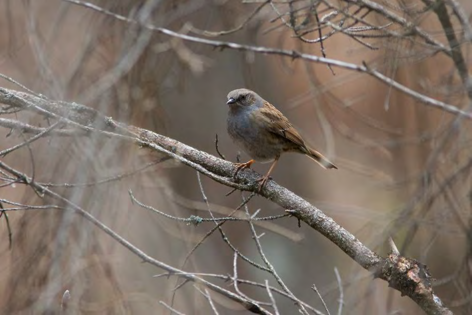 Västäräkki (Motacilla alba) Västäräkki on yleinen rannoilla, teiden varsilla, pellon laidoilla sekä asutuksen piirissä.