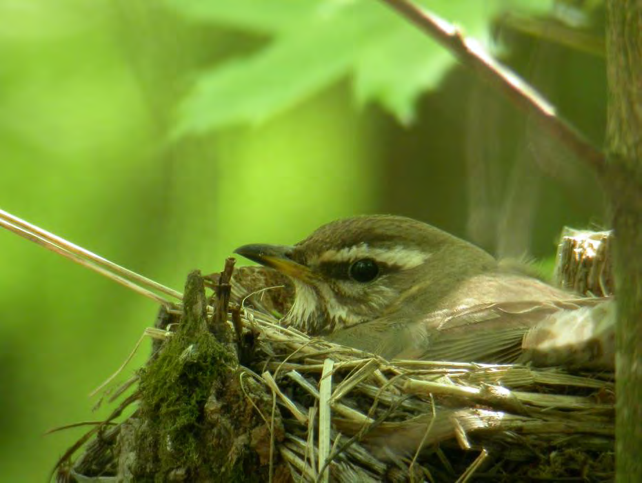 Mustarastas (Turdus merula) Mustarasta on alueen runsain rastas, joka viihtyy monenlaisissa metsissä sekä puistoissa ja puutarhoissa.