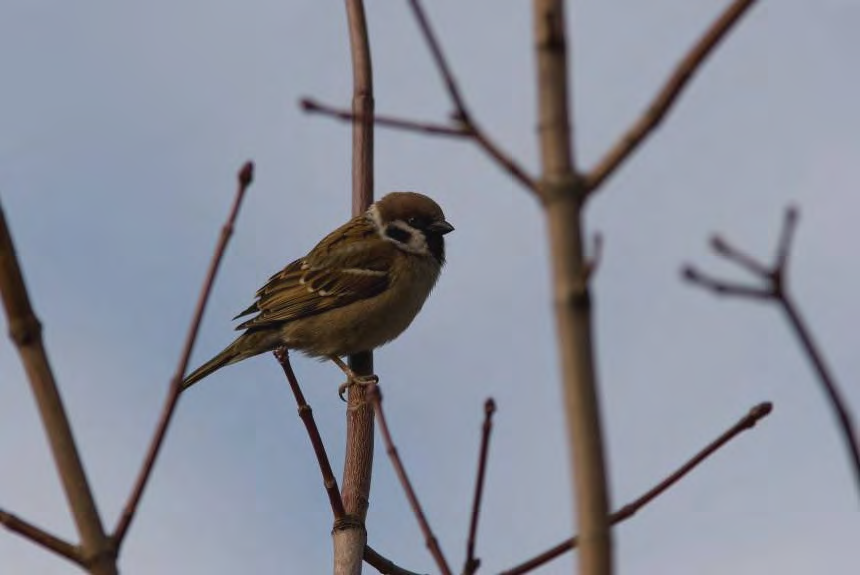 Varpunen (Passer domesticus) Kottaraisen tavoin varpuskannat laskivat viime vuosisadan jälkipuoliskolla, mutta viime aikoina varpusten määrä on kääntynyt lievään nousuun.