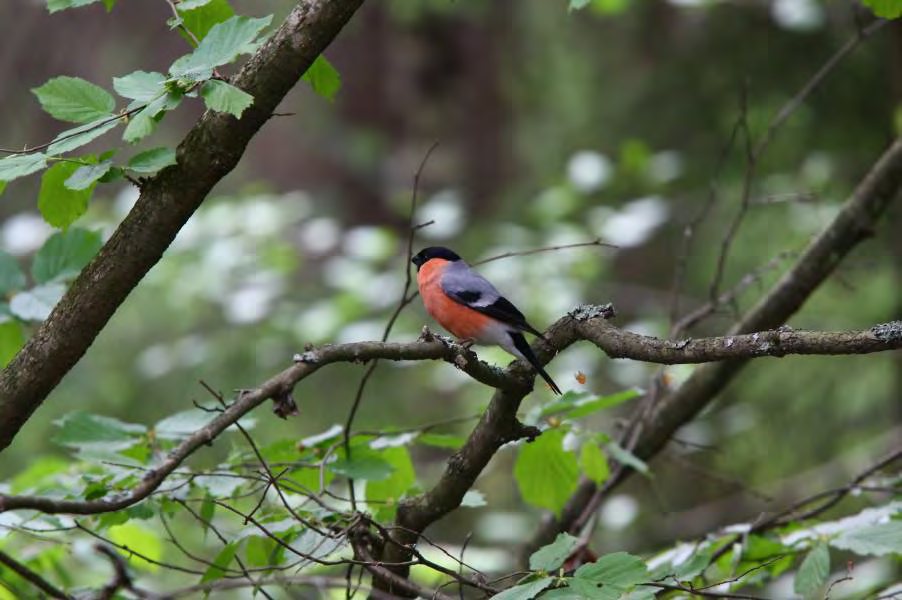 Kuva 32. Punatulkkukoiras Mustavuoressa. Nokkavarpunen (Coccothraustes coccothraustes) Nokkavarpunen on alueella harvalukuinen, mutta todennäköisesti säännöllinen pesimälaji.