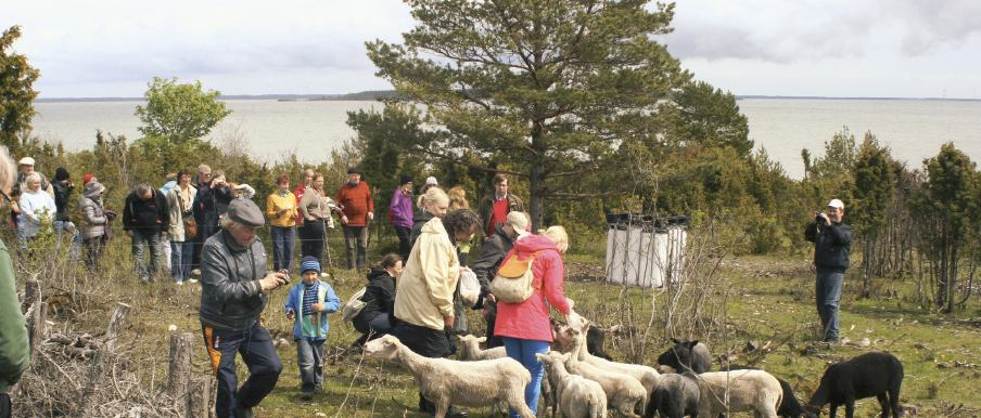 Hoitamattomaan alvariin kasvaa ensin tiheästi katajia ja sen jälkeen mäntyjä.