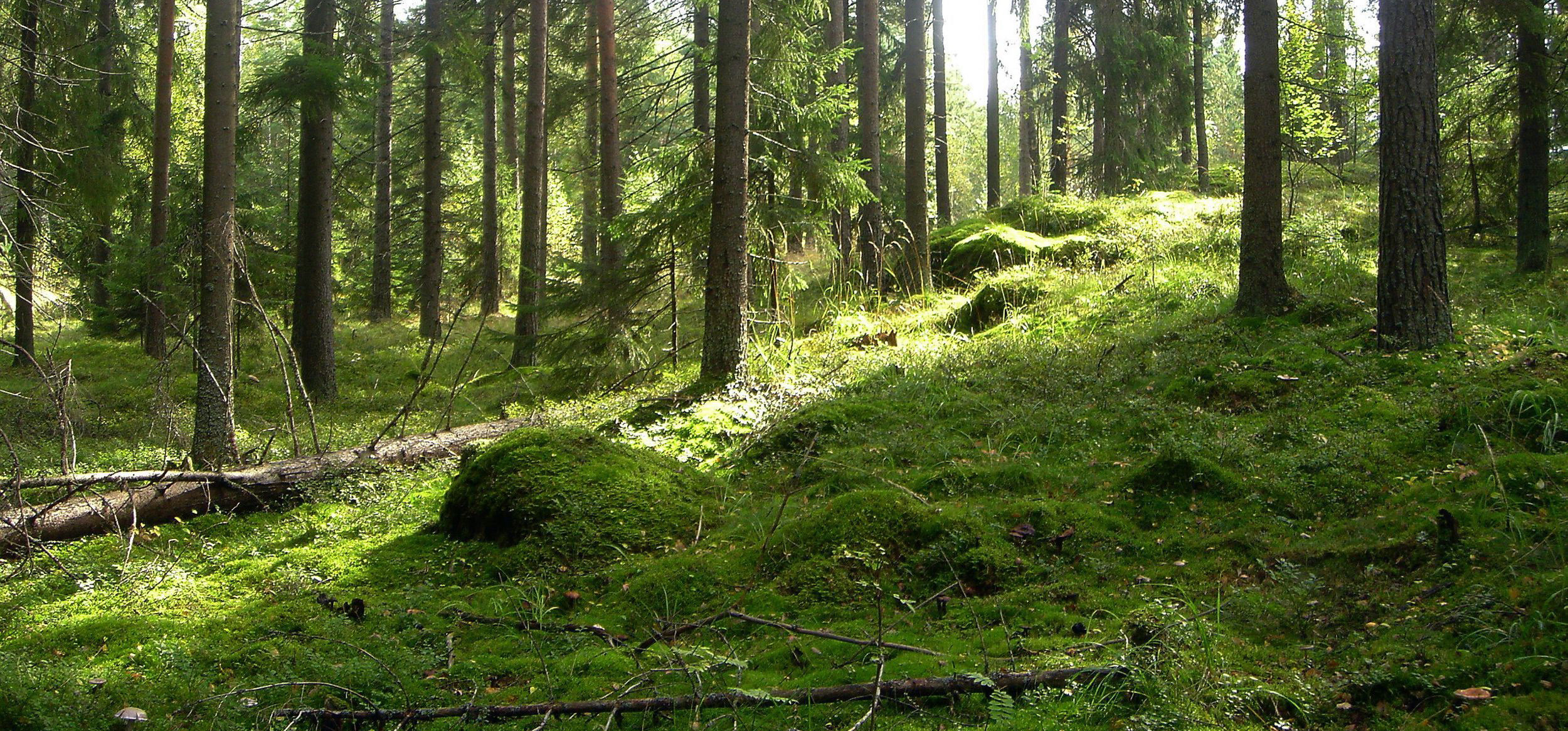 Kestävä biotalous Suomi pyrkii biotalouden edelläkävijäksi ja korvaa fossiilisia polttoaineita uusiutuvilla. Tämä tarkoittaa myös hakkuiden lisäystä.