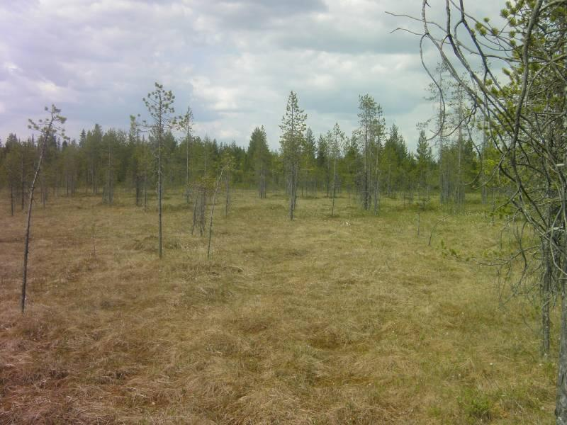 Lähteitä tai tihkupintoja ei esiinny. Kuva 2. Hirsisuo on luonnontilainen suo. Puusto on harvaa mäntyä. 3.3 Kasvillisuus Alueen kasvillisuusinventointi aloitettiin suunnittelualueen eteläosasta.