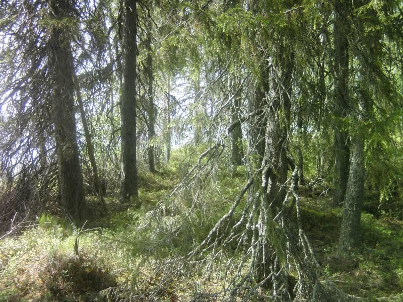 Lahopuun, niin pystykelojen kuin maapuidenkin, määrä runsastuu vähitellen pienen lahdelman kohdalta pohjoiseen. Kuusi järeytyy entisestään.