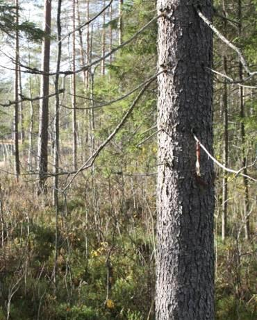 Esityksen sisältö 1. Lyhyt katsaus metsänkäsittelyn lähihistoriasta 2.