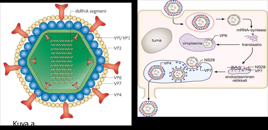 7 Kuva 1. a. Rotaviruksen rakennekuva. b. Rotaviruksen lisääntymissykli kaavakuvana.