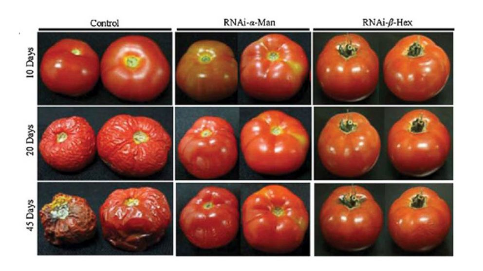 Flavr Savr (also known as CGN-89564-2; pronounced flavor saver ), a genetically modified tomato, was the first commercially grown genetically engineered food to be granted a license for human