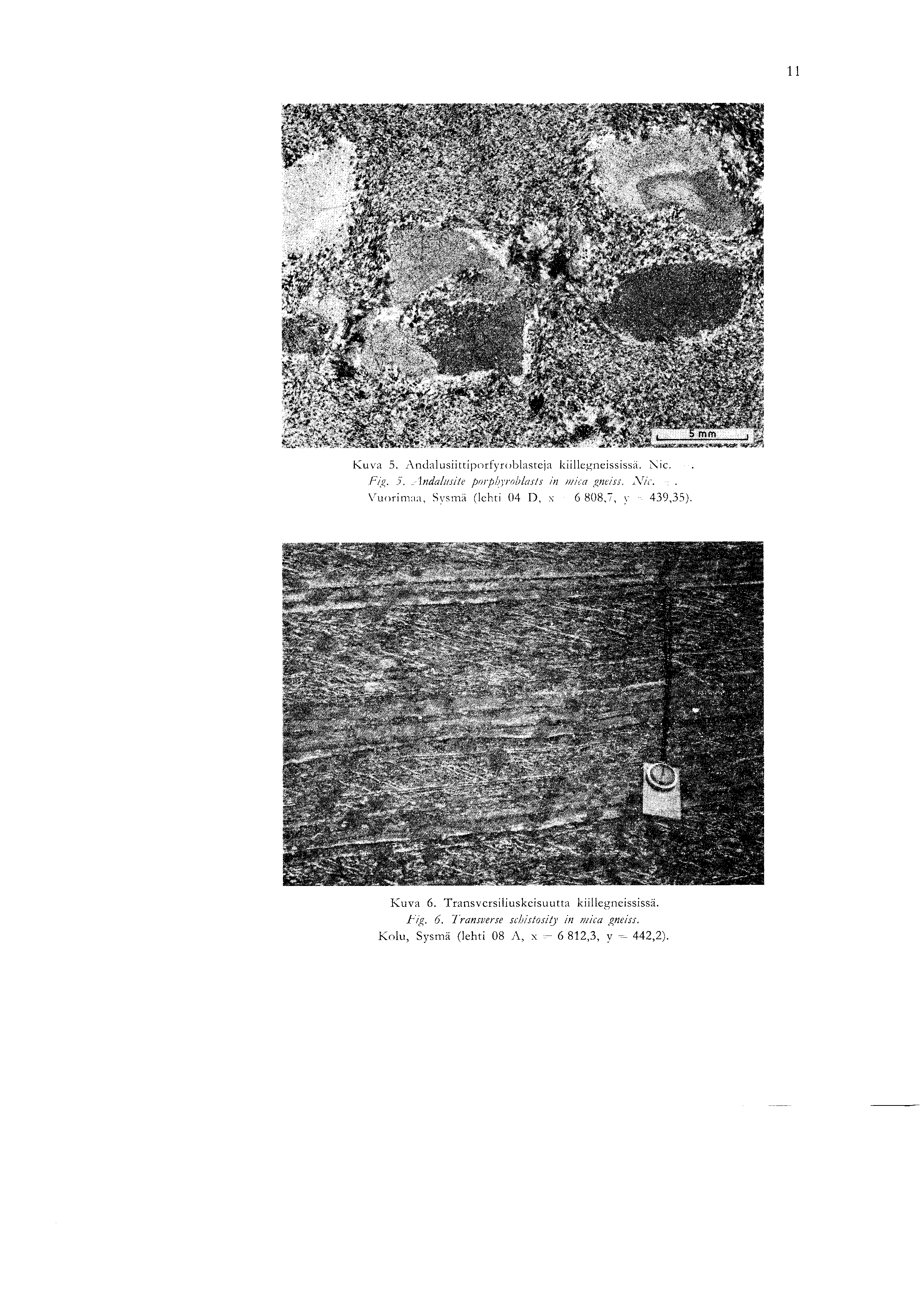 1 1 Ku~ 5. Andalusiittiporfyroblasteja kiillegneissis-. Nic. Fig. 5. -indalirsile porphyroblasls in mica gneiss. 'Vic.