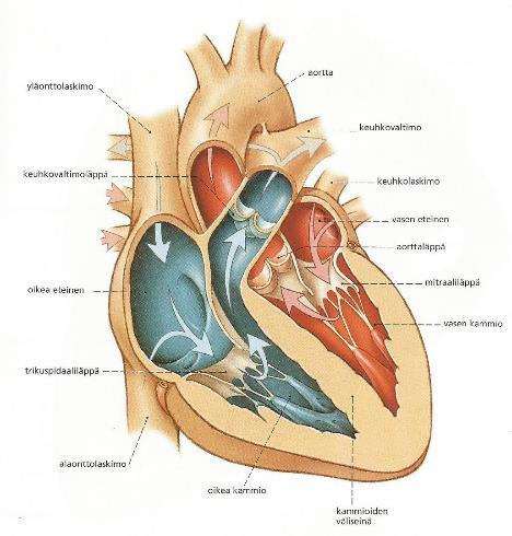 10 keen eteiset rentoutuvat ja kammiot alkavat supistua, jolloin veri kulkeutuu sydämestä poispäin. Verenkierto jaetaan kahteen kiertoon: ääreisverenkiertoon ja keuhkoverenkiertoon.