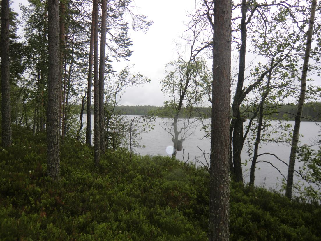 Haapalamminkankaan tuulivoimayleiskaavan maisemaselvitys 8 (27) 3.2 Maisemakuva Hankealue sijoittuu talousmetsävyöhykkeelle, jota on osittain hakattu.