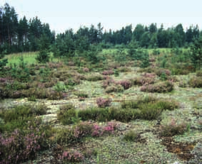 heinien vähäisempien laji- ja yksilömäärien perusteella. Niiden maaperä ei ole kalkkipitoinen, ja kalkinvaatijalajit puuttuvat lajistosta.