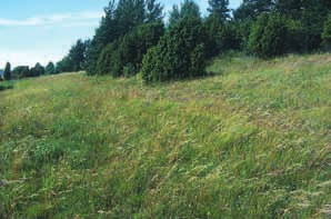 (Empetrum nigrum), jäkki (Nardus stricta), huopakeltano (Pilosella officinarum), kissankäpälä (Antennaria dioica), lampaannata (Festuca ovina) ja metsälauha (Deschampsia flexuosa).