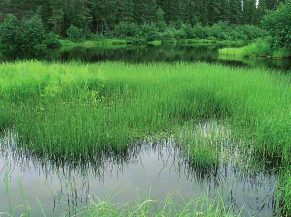 Oulangan kansallispuisto, Kuusamo. Kuva: Ari-Pekka Huhta tulvaniittyjen lajisto lienee hyvin samanlaista järvenrantaniittyjen korteikkojen lajiston kanssa.