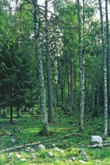 Uhkatekijät: Umpeenkasvu laidunnuksen loputtua, hakkuut ja muu metsänhoito kuten maan muokkaus ja istutukset, puulajiston yksipuolistuminen ja kuusettuminen, lahopuun väheneminen,  Arvioinnin