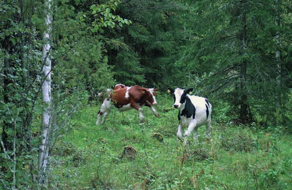 metsää vaihtelevampaa koostuen useiden lajien eri-ikäisistä ja -kokoisista puista. Aluskasvillisuutta vallitsevat metsäkasvit, mutta joukossa on runsaasti myös niittyjen lajeja.