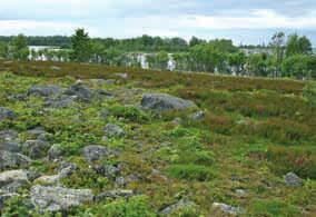 siankärsämö (Achillea millefolium), kissankäpälä (Antennaria dioica), kissankello (Campanula rotundifolia), jänönsara (Carex leporina), virnasara (Carex pilulifera), metsälauha (Deschampsia