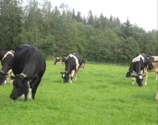 32 KUVA 4. Lypsylehmien väkirehulisän määrä riippuu laitumen laadusta ja määrästä, ei lehmien tuotoksesta. (Kuva, Tiitinen, A. 2012).