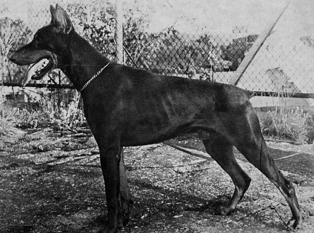 DOBERMANN Rekisteri 1980 Suomen