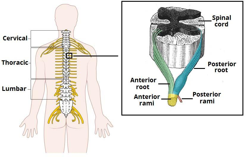 8 brachialiksen ja siitä lähtevät 3 isointa perifeeristä hermosyytä kappaleessa 4. KUVA 2. Selkäydihermot ja selkäytimen etu- ja takajuuri (Teach me anatomy 2015) 3.