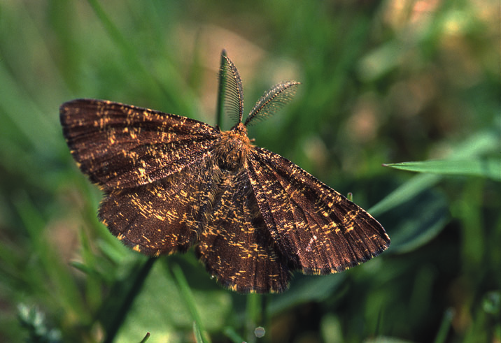 JANNE HELIÖLÄ JANNE HELIÖLÄ Viirulehtimittari (Scopula immorata) Metsämittari (Ematurga atomaria) Lämmin kesä tuotti tulosta: päiväperhosten tapaan, myös monista kesä heinäkuussa lentävistä