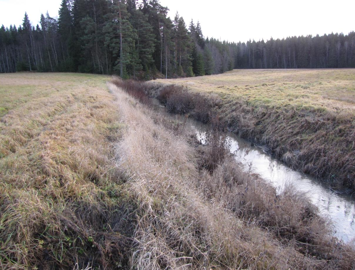 11. Vuohenkulmalla uoma kulkee kohteella suoraan vanhojen perkausten jäljiltä, mutta sen reunat ovat hyvin ruohottuneet. Pellot rajautuvat aivan uoman reunoille.