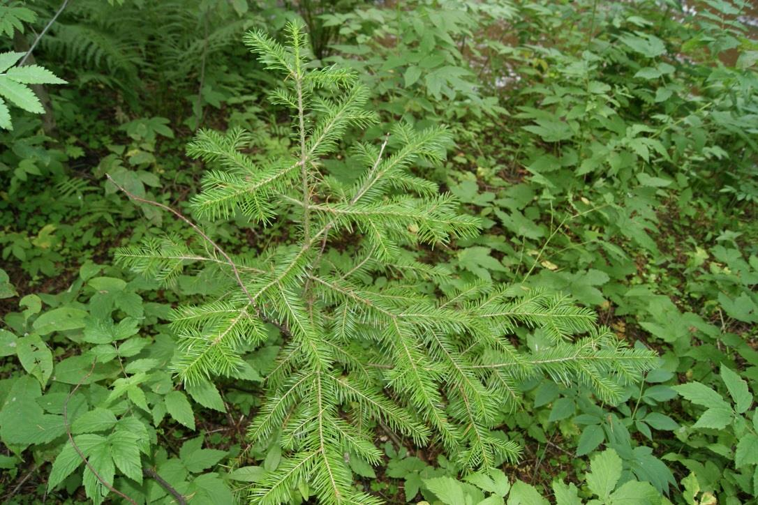 Kuvio 4. Pihdan siementaimi Alakestilän Arboretumissa. Valokuva Annukka Hanni-Niemikorpi 2015