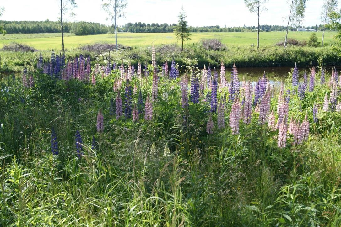 Kuvio 7. Täyttömaiden mukana tullutta komealupiinia Temmesjoen penkalla Limingassa. Valokuva Annukka Hanni-Niemikorpi 20