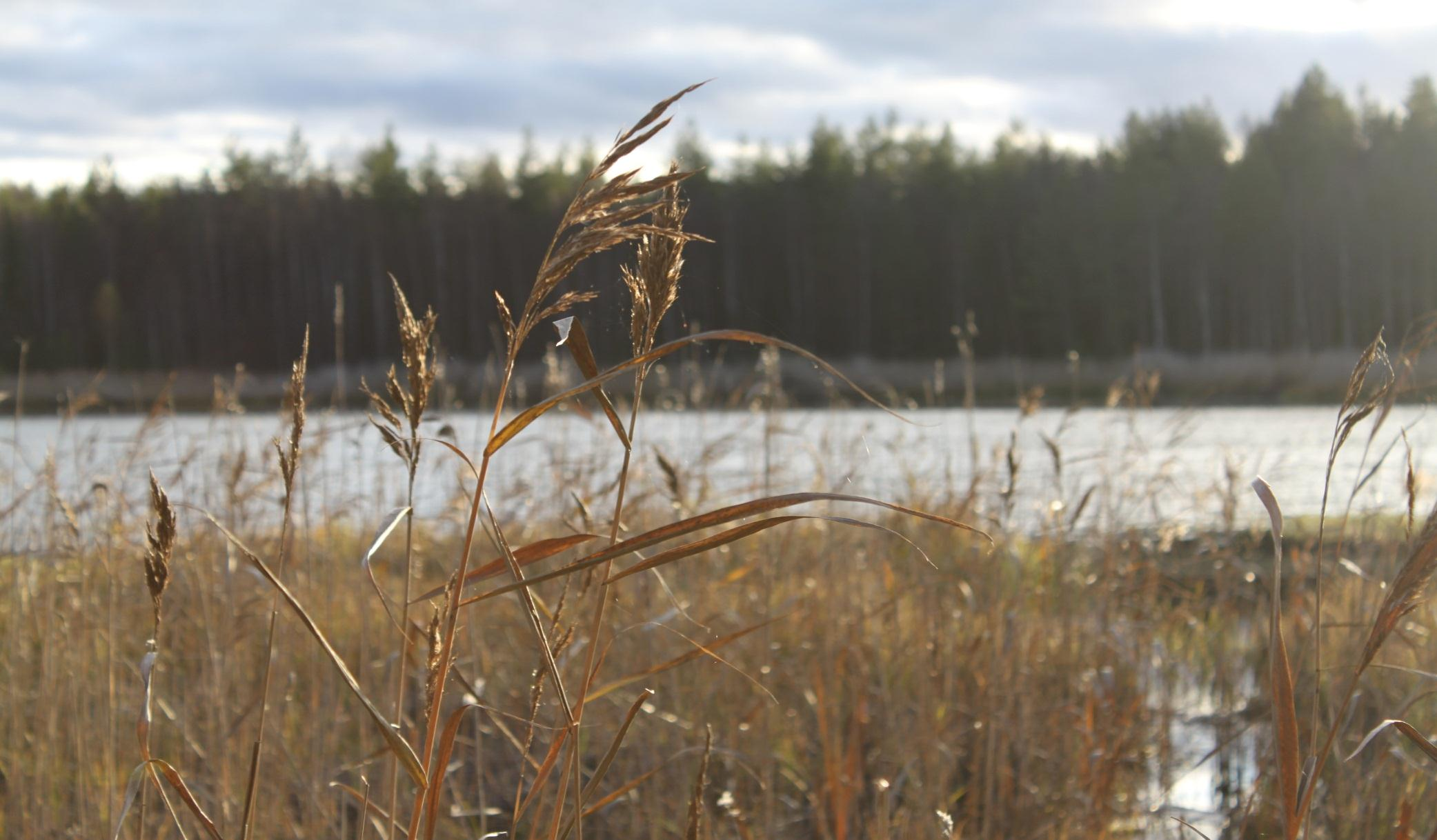 Länsirannikon koulutus Oy