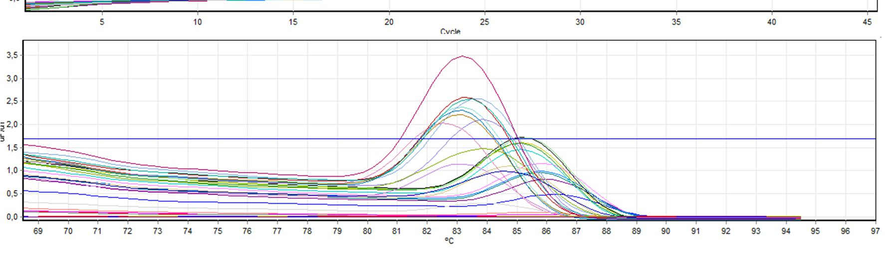 25 Kuva 17. enterotyypityksen Ct- ja melt-käyrät. Kuva 18. Osa enterotyypityksen PCR-tuotteista geelillä.