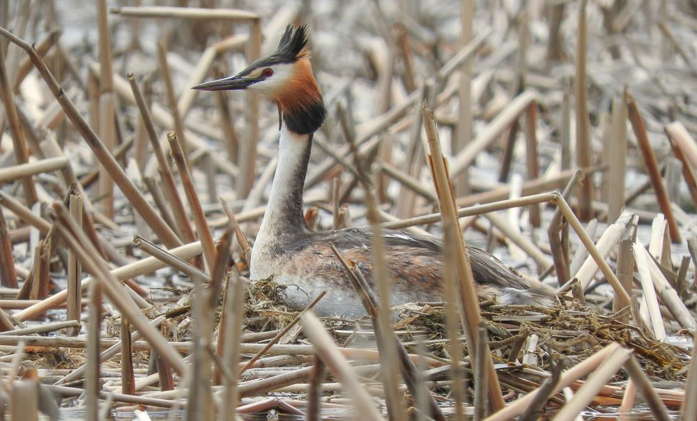 Silkkiuikku (Podiceps cristatus) NT (kartta 1) Madesalmessa pesi kesällä 2016 kaksi silkkiuikkuparia, joiden molempien pesät (kuva 9) löytyivät kevään idänkirsikorentokartoituksen yhteydessä.