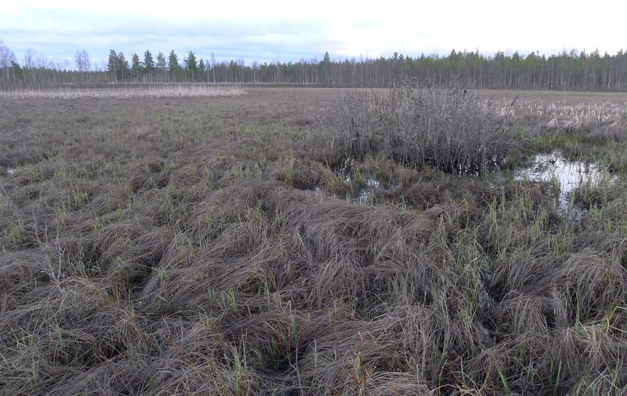 Ruutikankaan suunnitellun ampumaurheilukeskuksen luontoselvitys 7 / 11 Kuva 4-3. Ruutijärvellä kuului 7.5.2015 kahden viitasammakon ääntä. Kuva 4-4. Ruutijärven laskuoja on umpeutunut.