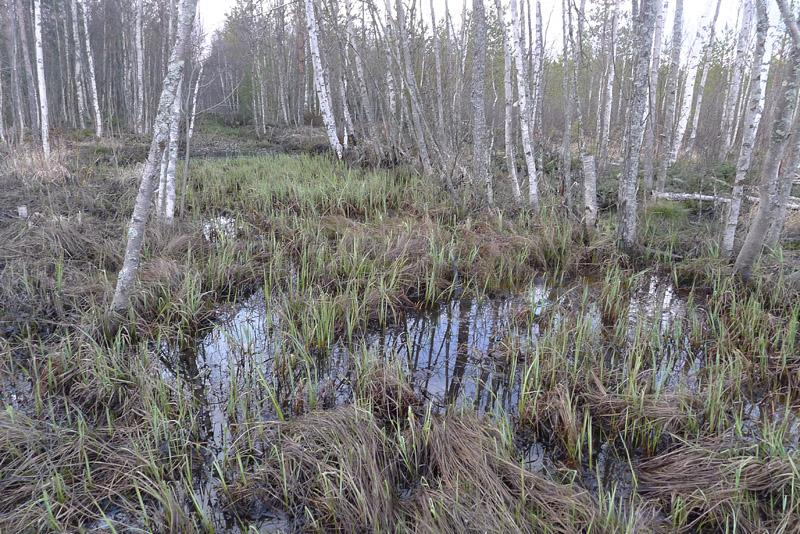 Viitasammakoiden vähäiseen määrään voi olla useita selityksiä: Lajin kutuaika oli mahdollisesti muutamia päiviä maastokäyntiä aikaisemmin huipussaan kun oli lämpimiä päiviä ja kutuaika oli nyt