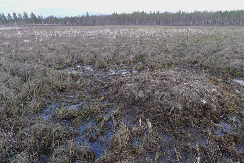 Ruutikankaan suunnitellun ampumaurheilukeskuksen luontoselvitys 4 / 11 Ruutikankaan pesimälinnustoselvitys toteutettiin yhden kerran linjalaskentana.