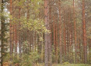 Tuoreet lehdot Nuoret taimikot (T1) Kosteat lehdot Kasvatusvaiheen nuoret metsät (O2) Kasvatusvaiheen keski ikäiset metsät (O3) Metsäiset