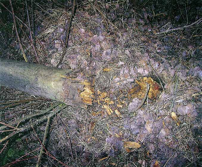 ) nousi tuettuun puhelinpylvääseen ja irrotti siitä johdon.