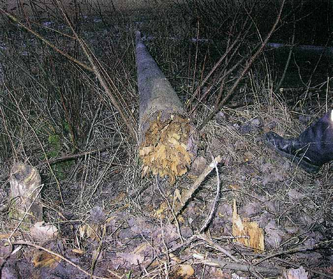 älittömästi sen jälkeen, kun NN oli irrottanut johdon, kaatui pylväs irrotettua johtoa vastakkaiseen suuntaan tien vieressä ollelle pellolle.