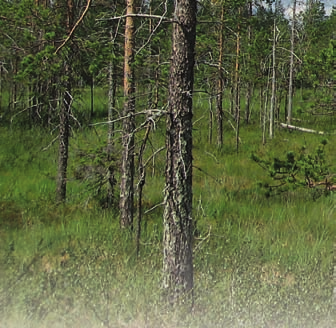 Lisäksi uusi metsälaki mahdollistaa eri-ikäisrakenteisen metsän kasvatuksen, jonka käyttöön soveltuvia alueita on näillä korkeuksilla niukasti.