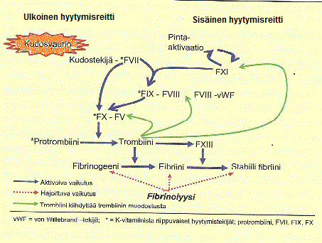 9 Hyytymän liuottava fibrinolyysi käynnistyy trombiinin vaikutuksesta ja pyrkii hyytymän rajaamiseen suonivaurion alueelle.