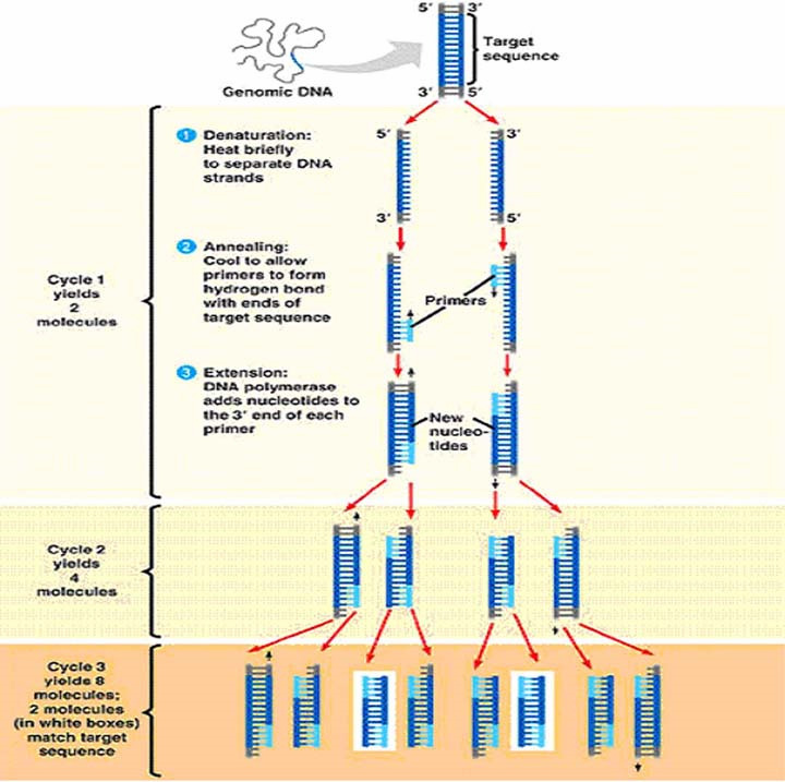 4 KUVIO 2. PCR-tekniikan kuvaus (Aaranyak 2007).