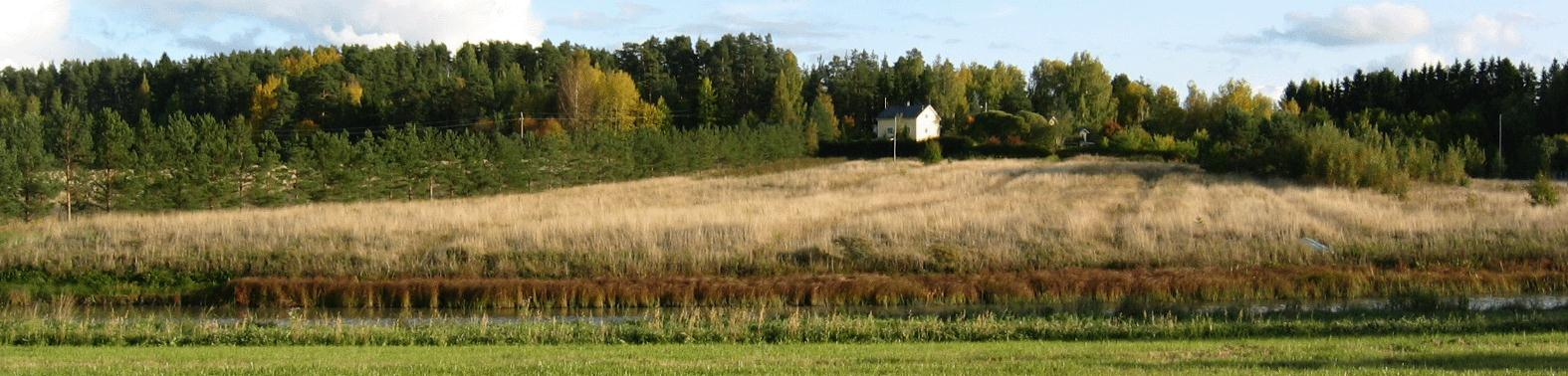 viljelykäytöstä poistuneille metsittyville pellolle.