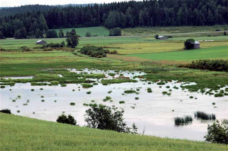 on noin 5,9 ha. Mosaiikkiin kuuluvat vesialueet ovat melko matalia ja niissä kasvaa mm. ulpukkaa ja tylppälehtivitaa (Potamogeton obtusifolius).