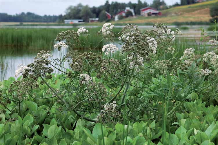 Kuva 9. Vesikasvillisuudessa tavataan mm. myrkkykeisoa (Cicuta virosa). METSÄALUEET Rantametsä on lehtipuuvaltaista metsää, jota hallitsevat koivut (Betula sp.). Pensaskerroksessa kasvaa mm.