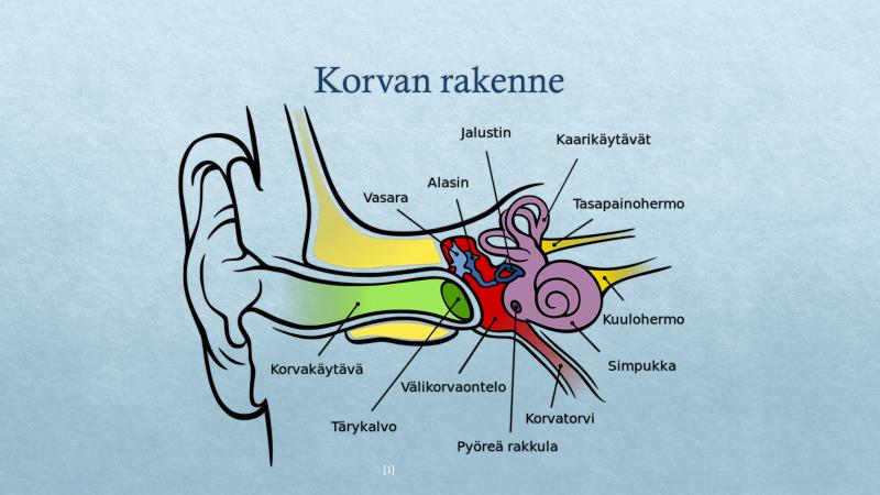 42 Liite 2 Rakenteellisesti korvan osia ovat ulko-, väli- ja sisäkorva. Vasara, Alasin ja Jalustin ovat kuuloluita. Ne vahvistavat ja välittävät ääntä eteenpäin kuulojärjestelmässä.